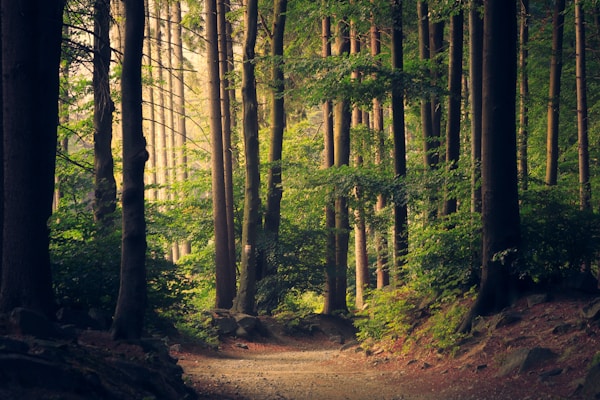 Scenic tree-lined roads around Lake Keowee